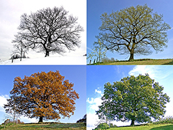 Leistungen über das Jahr Winterdienste, Gartenpflege, Schneeräumen, Steudienste 